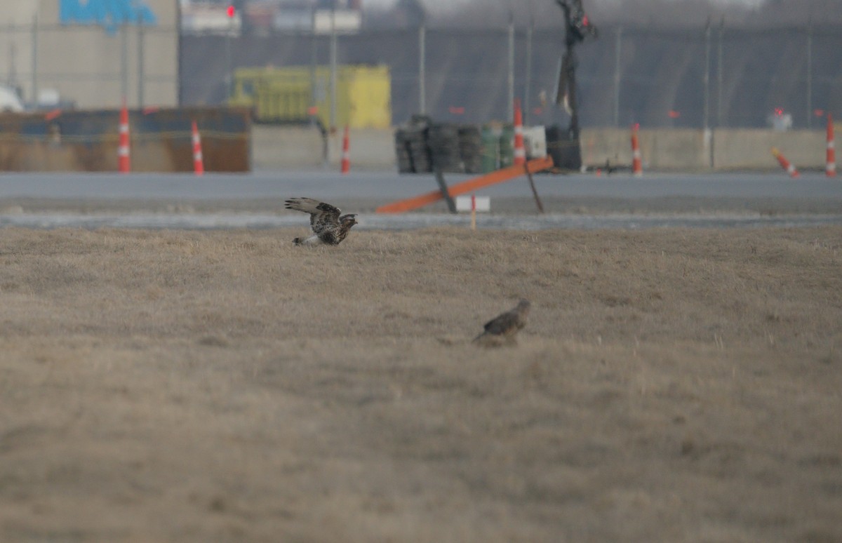 Northern Harrier - Jay Wu