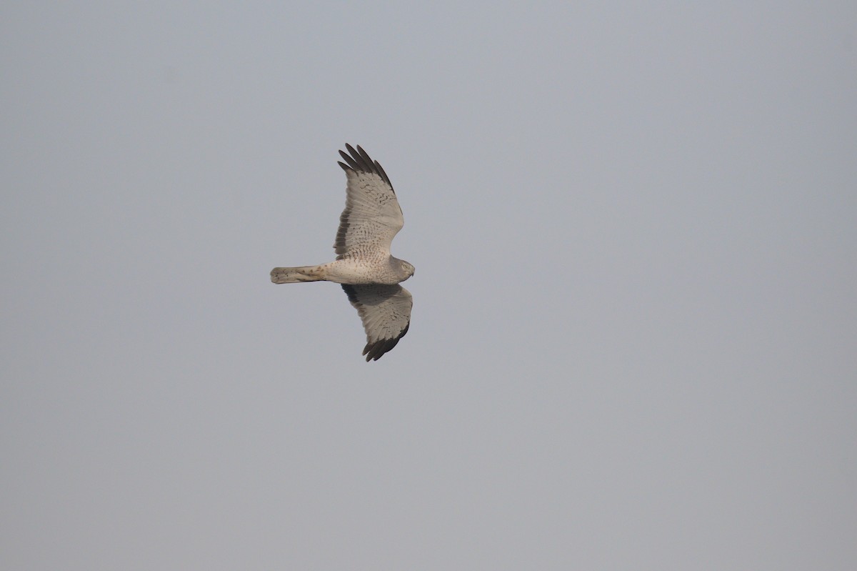 Northern Harrier - ML556513371