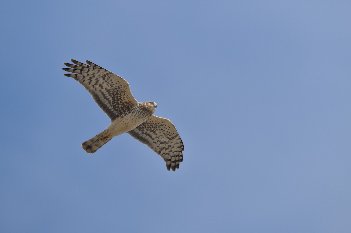 Northern Harrier - ML556513381