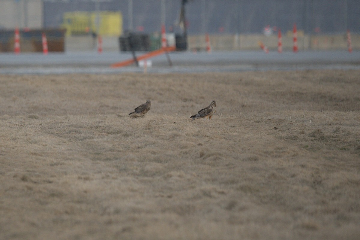 Northern Harrier - ML556513391