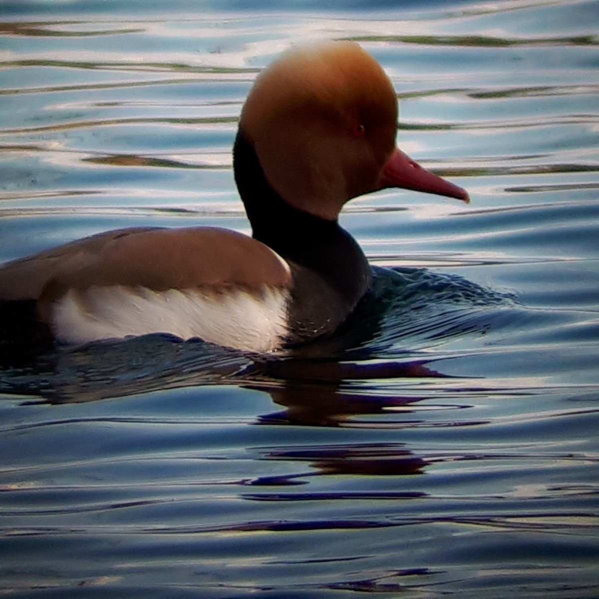 Red-crested Pochard - ML556513461