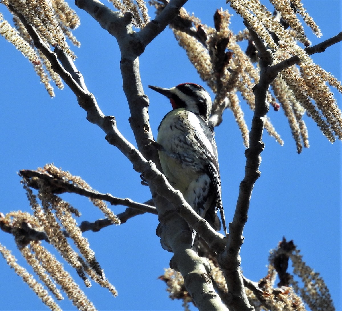 Yellow-bellied Sapsucker - ML556513651