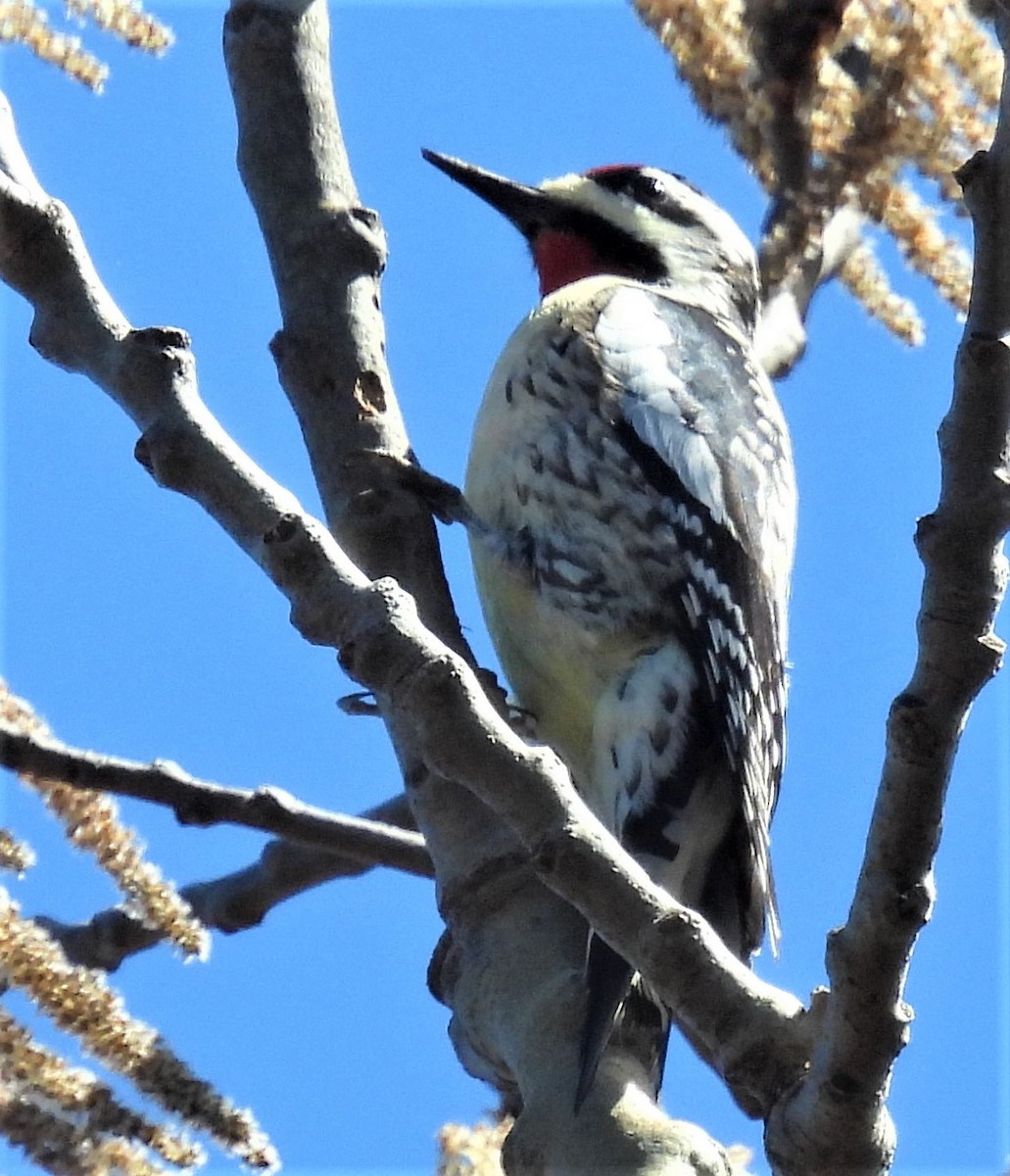 Yellow-bellied Sapsucker - ML556513761