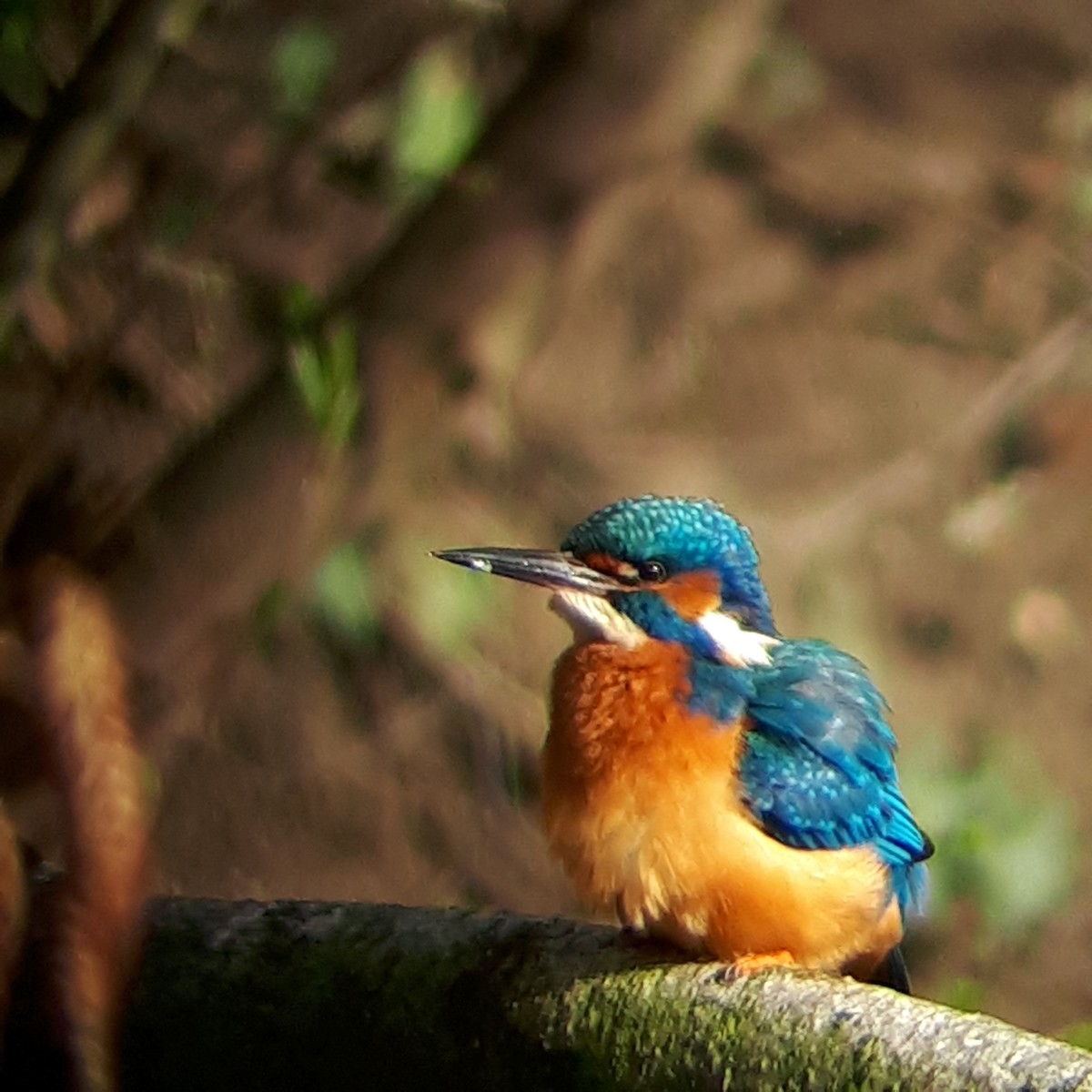 Common Kingfisher - Léo Zimmerli