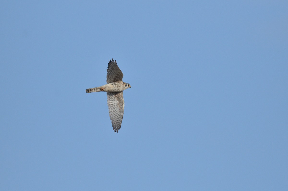 American Kestrel - ML556513811