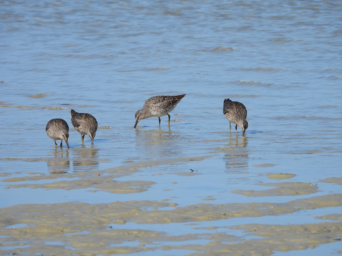 Short-billed Dowitcher - ML556513861