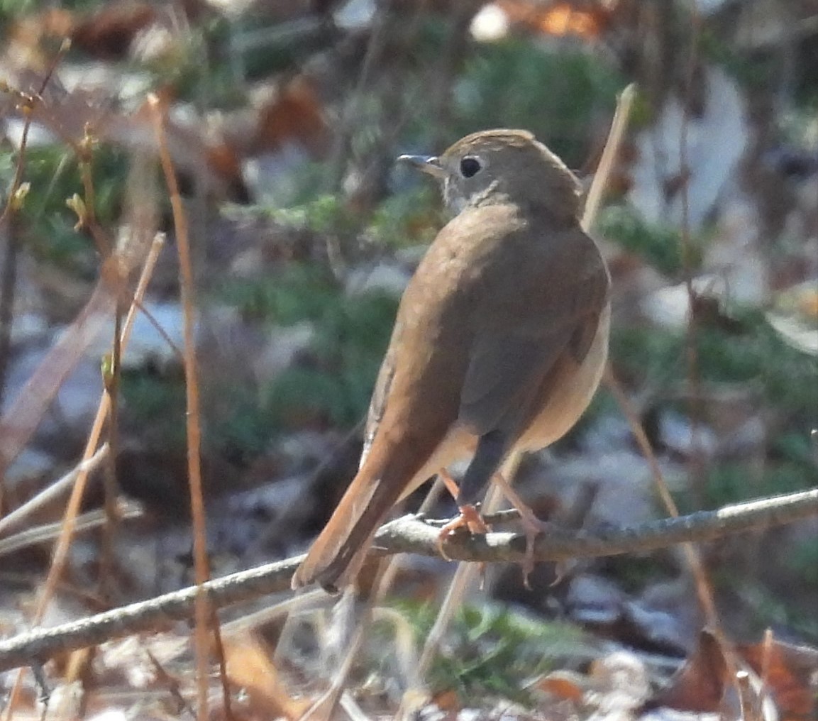 Hermit Thrush - ML556513911