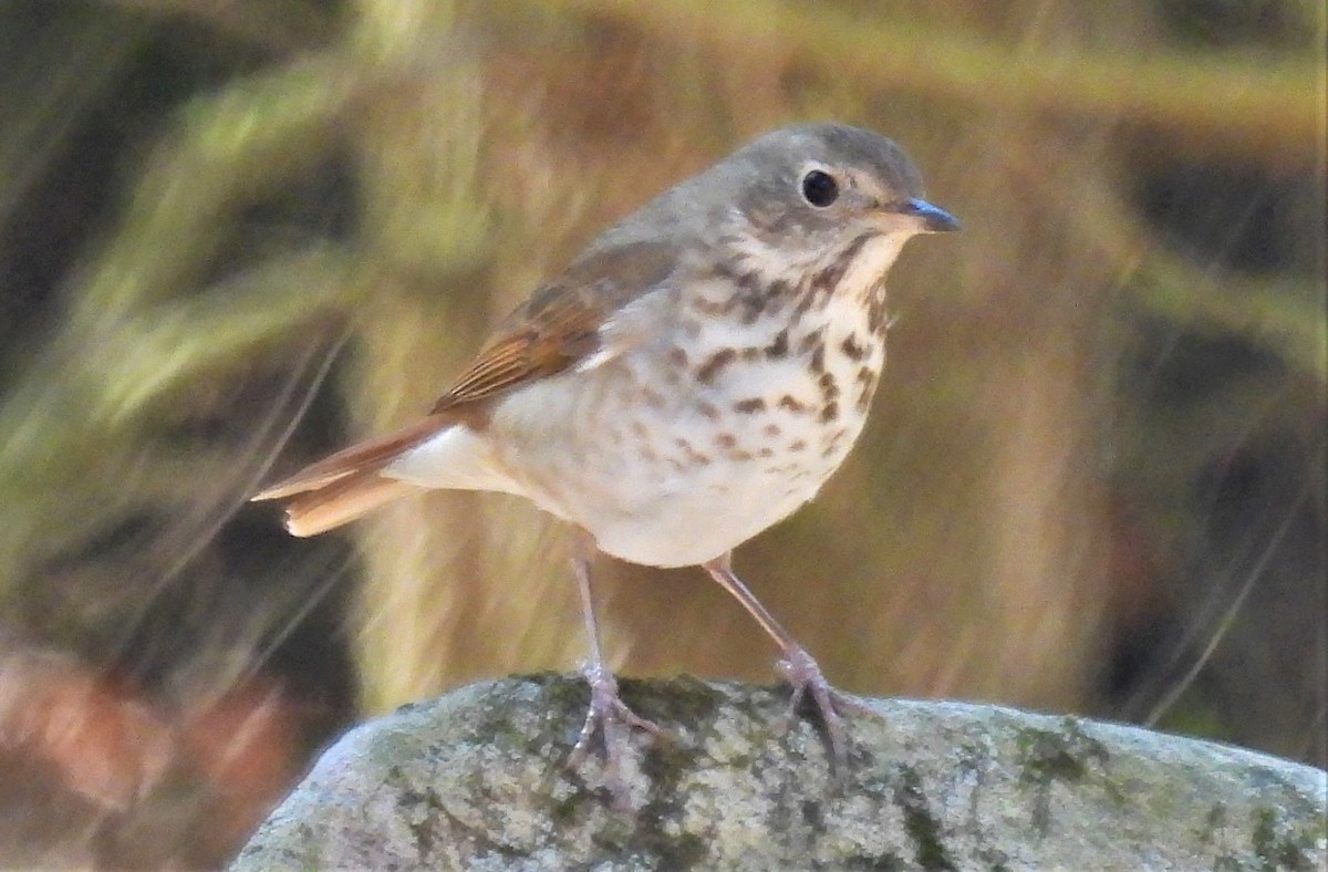 Hermit Thrush - ML556513931