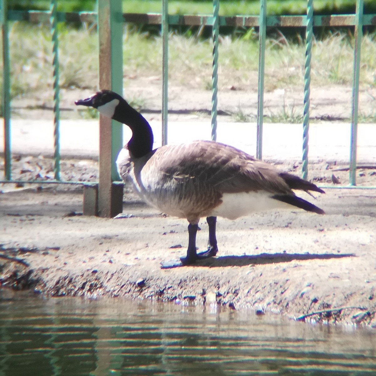 Canada Goose - ML556514471