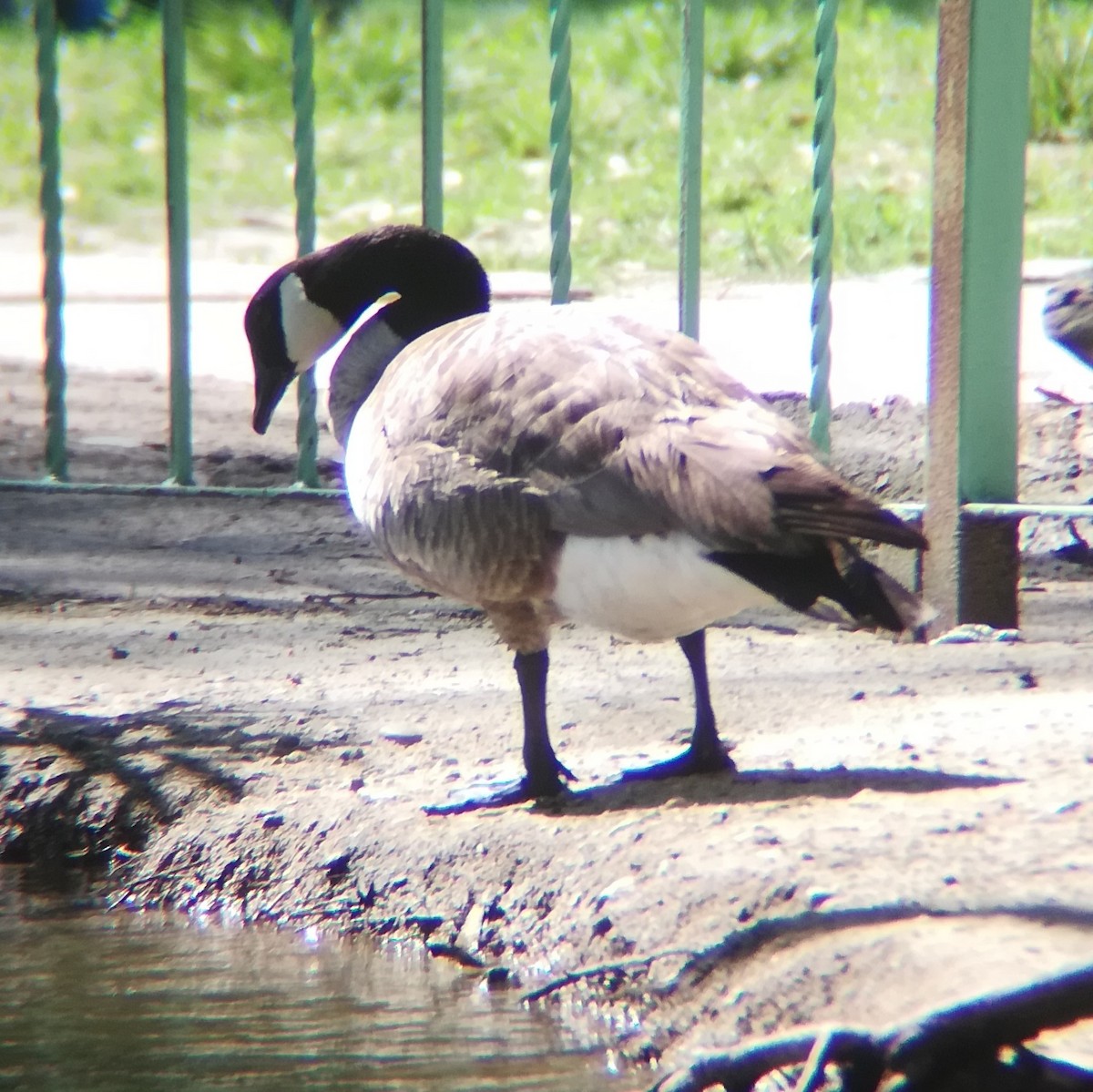 Canada Goose - Anonymous