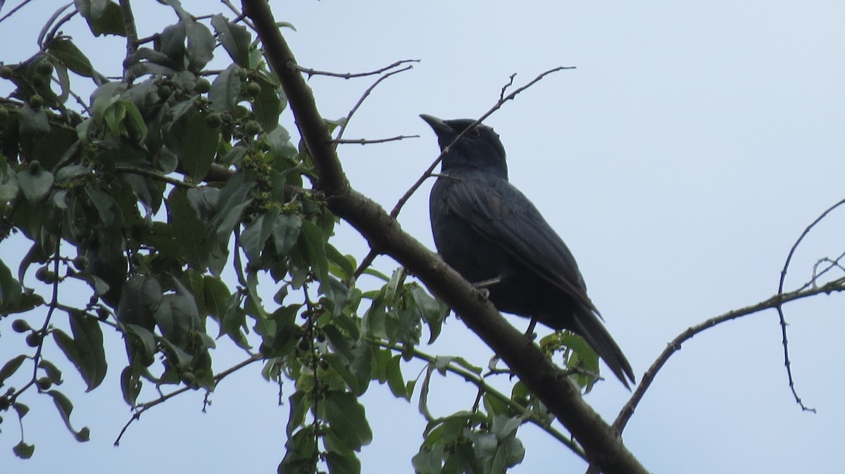 Waller's Starling - James Bradley