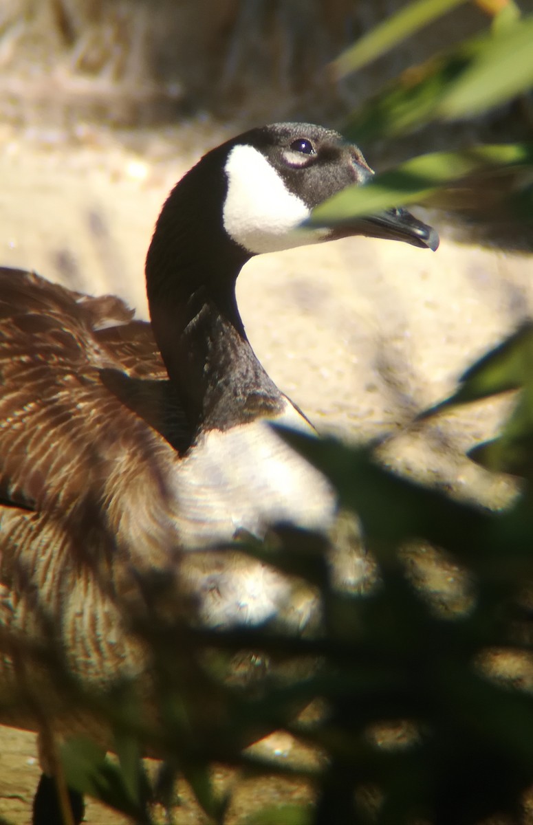 Canada Goose - ML556514911