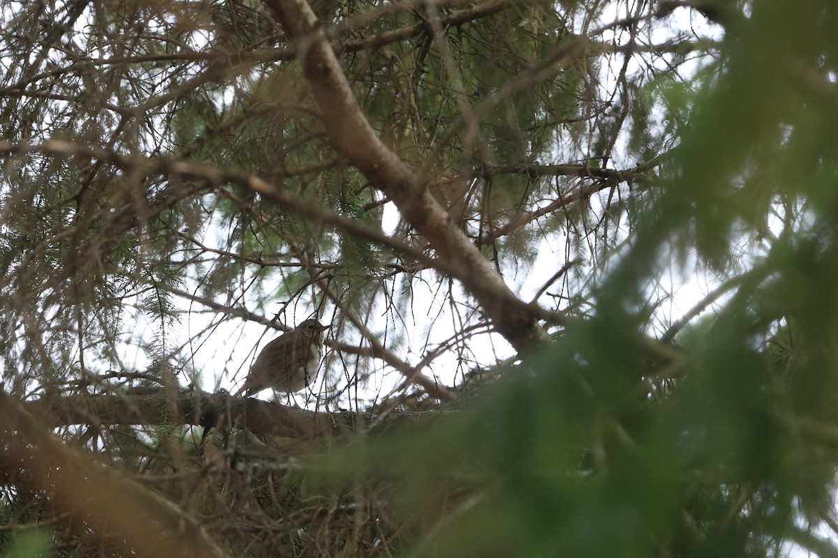 Hermit Thrush - ML556515811