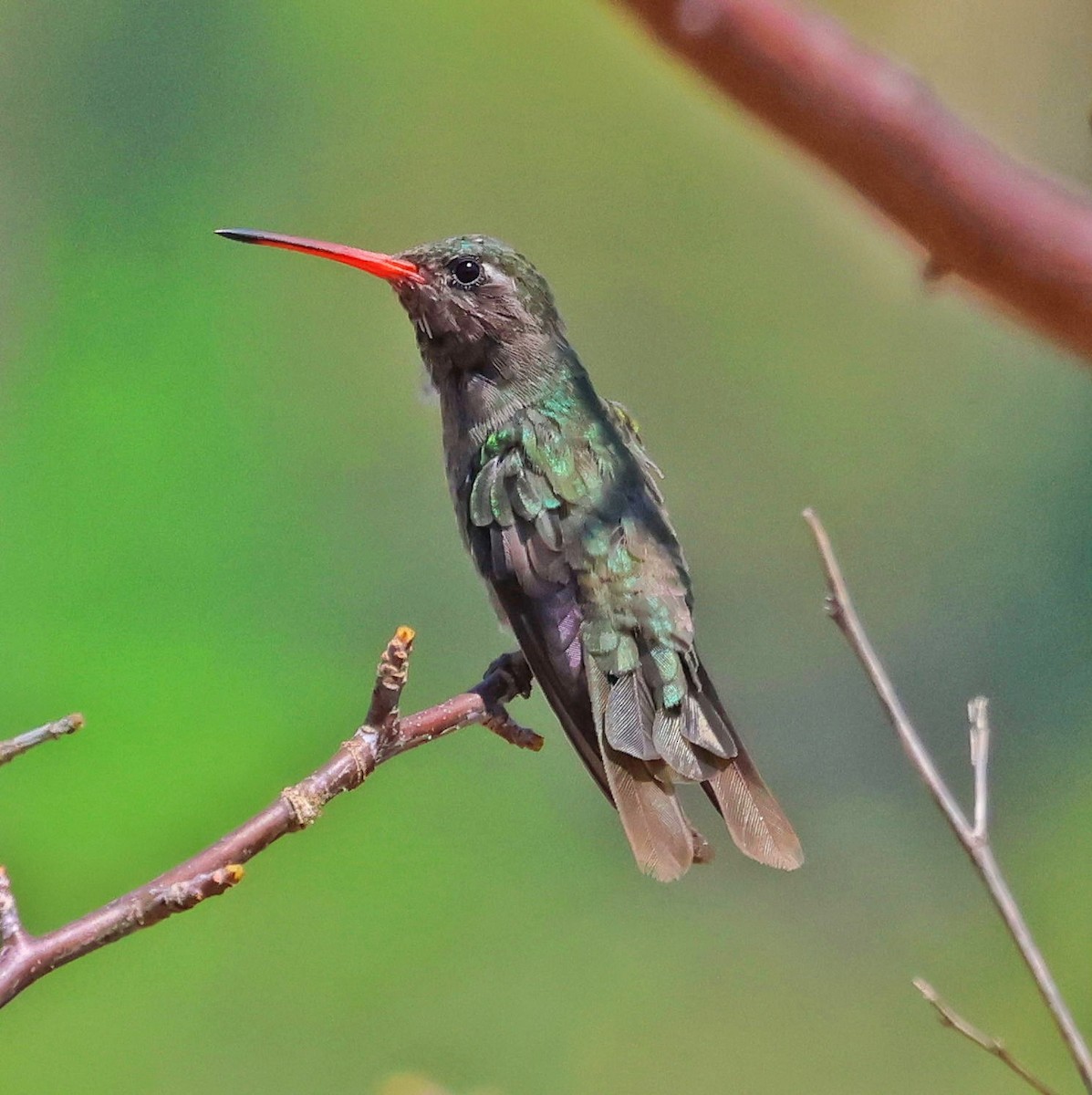 kolibřík temnobřichý - ML556517401