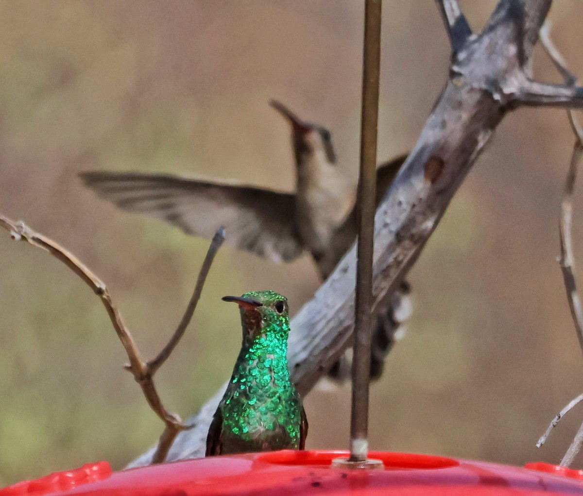 Berylline Hummingbird - Janet Kelly
