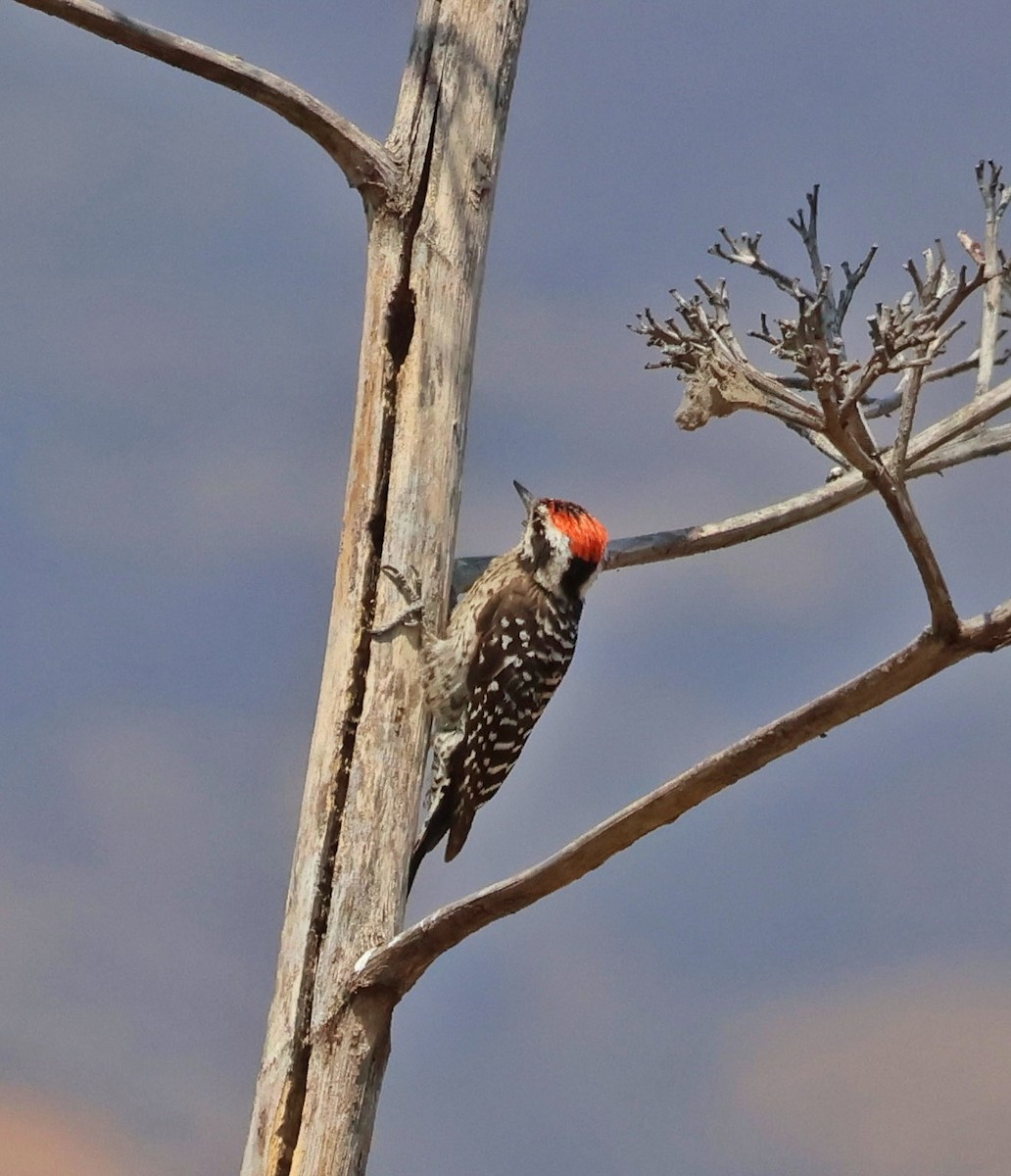 Ladder-backed Woodpecker - Janet Kelly