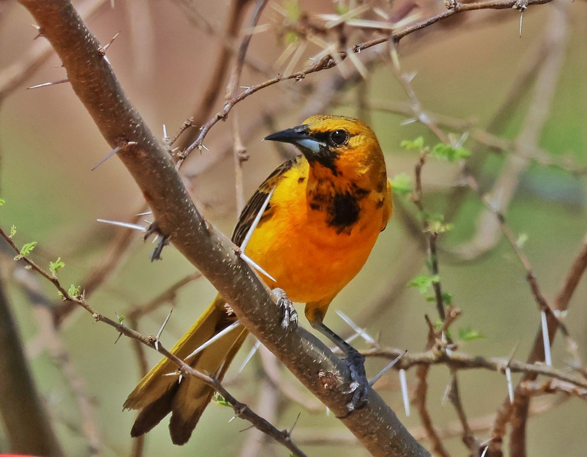 Black-vented Oriole - Janet Kelly