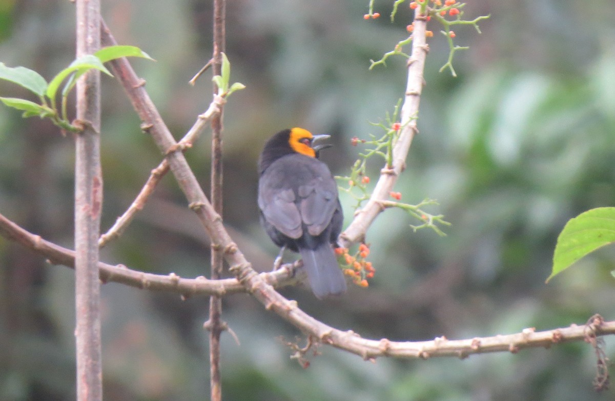 Black-billed Weaver - ML556518691