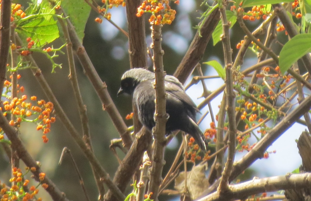 Gray-headed Nigrita - James Bradley