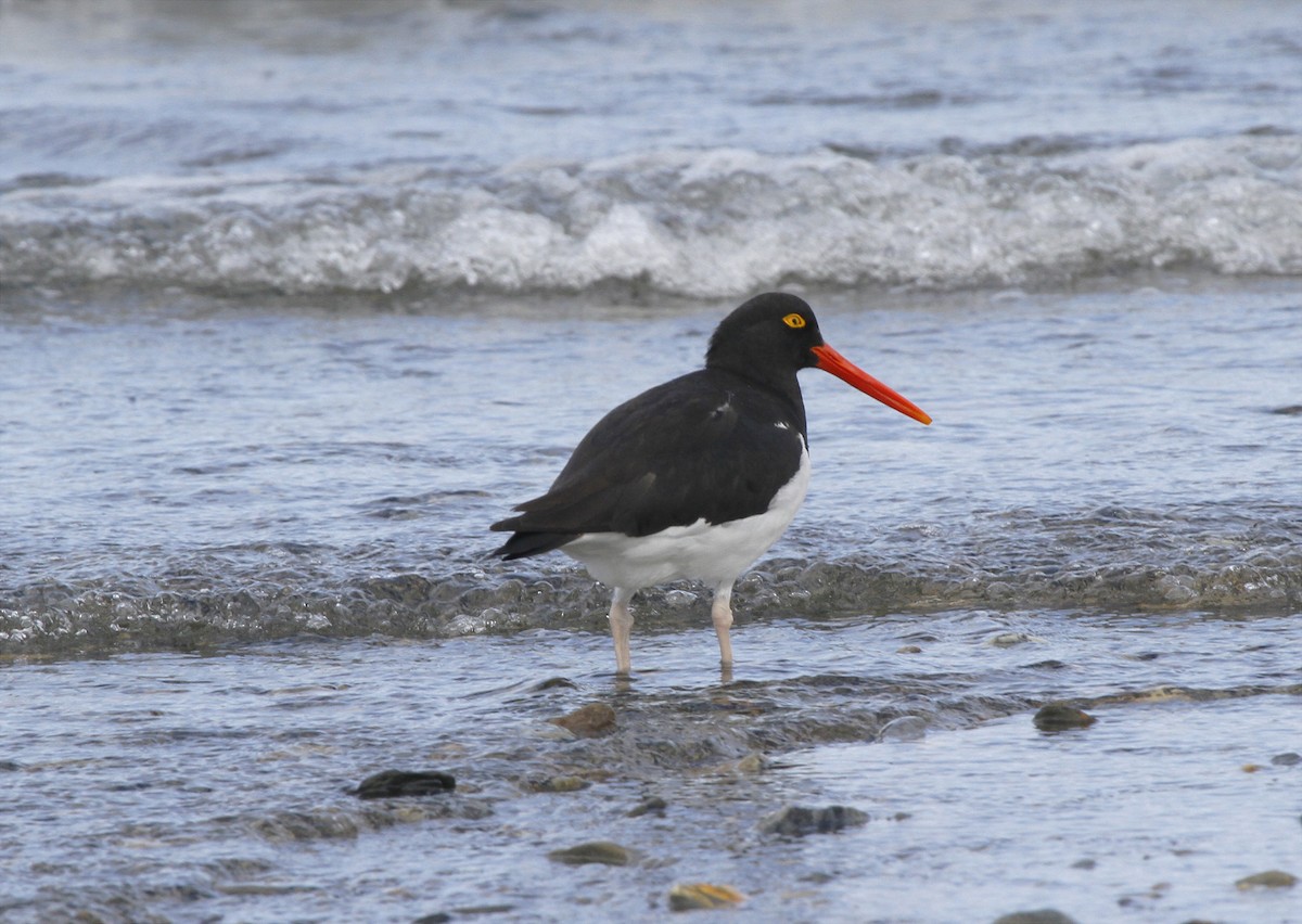 Magellanic Oystercatcher - Stanislaw Czyz