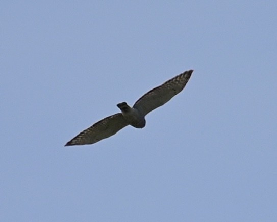 Broad-winged Hawk - Joe Wujcik