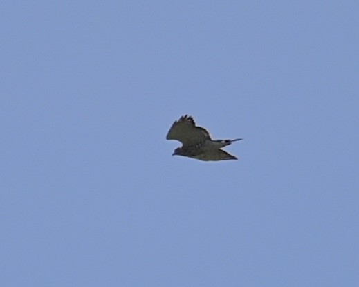 Broad-winged Hawk - Joe Wujcik