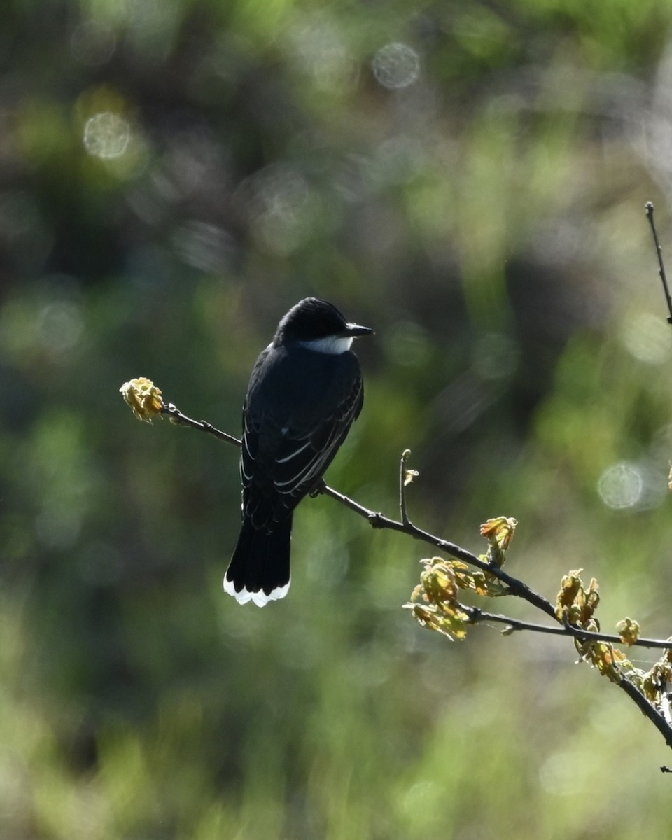 Eastern Kingbird - ML556519131