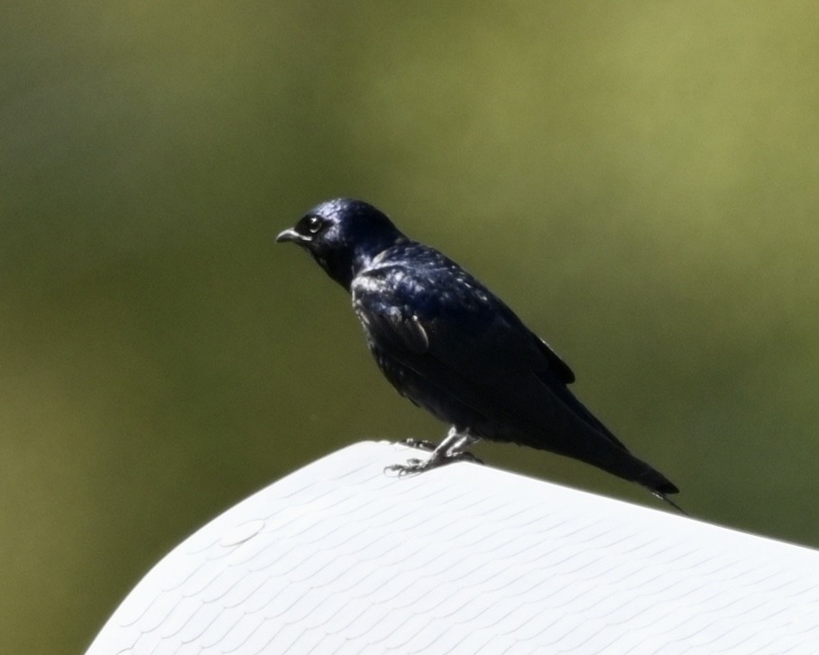 Purple Martin - Joe Wujcik