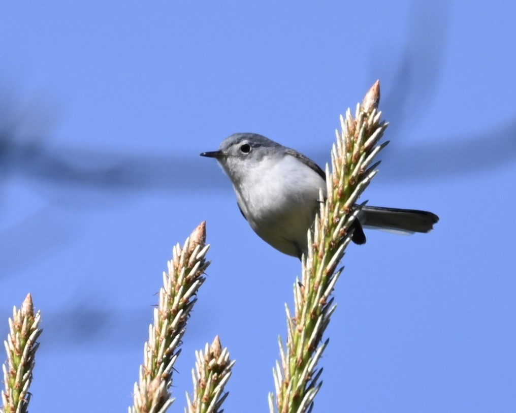 Blue-gray Gnatcatcher - Joe Wujcik