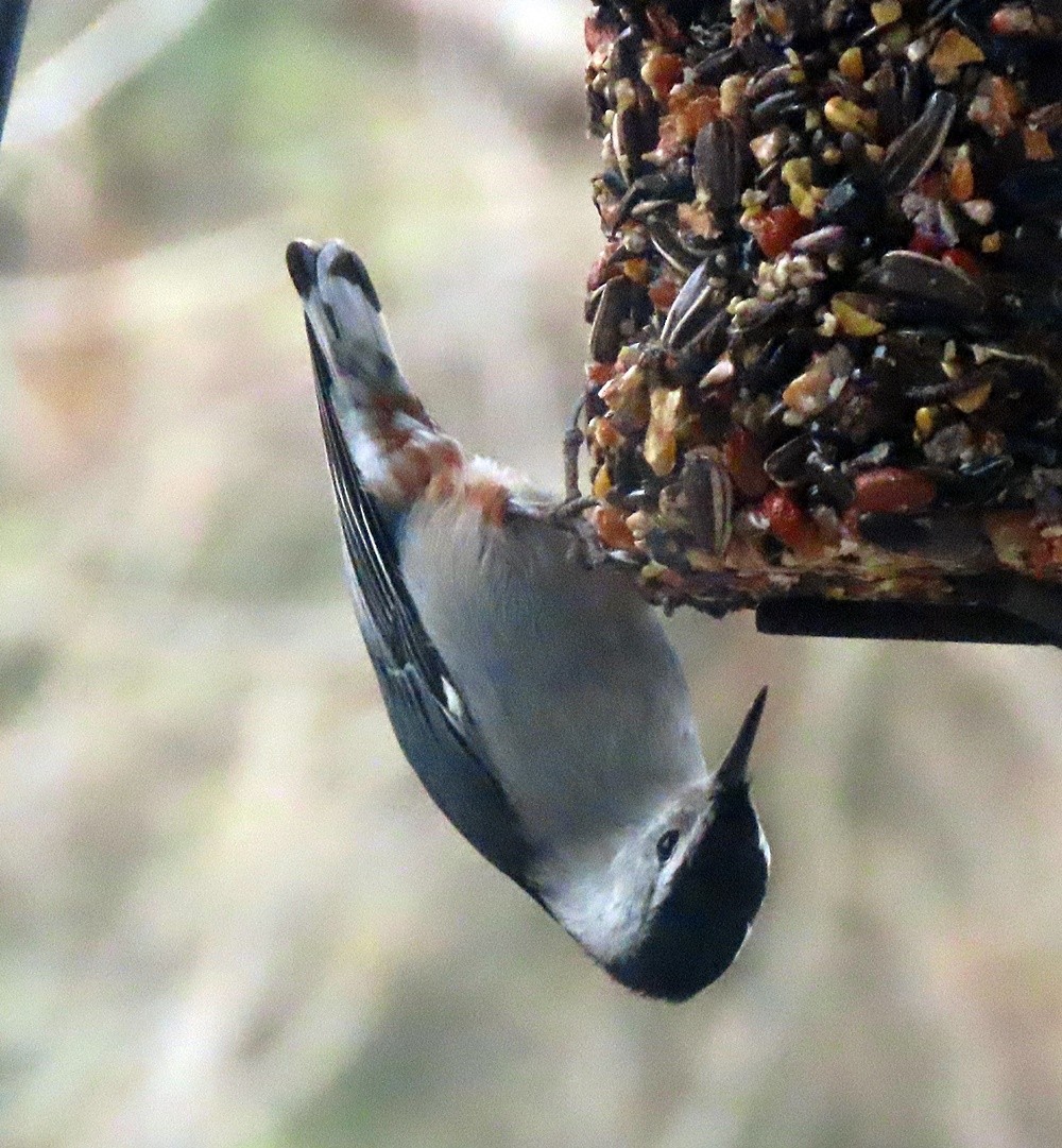 White-breasted Nuthatch - ML556519571