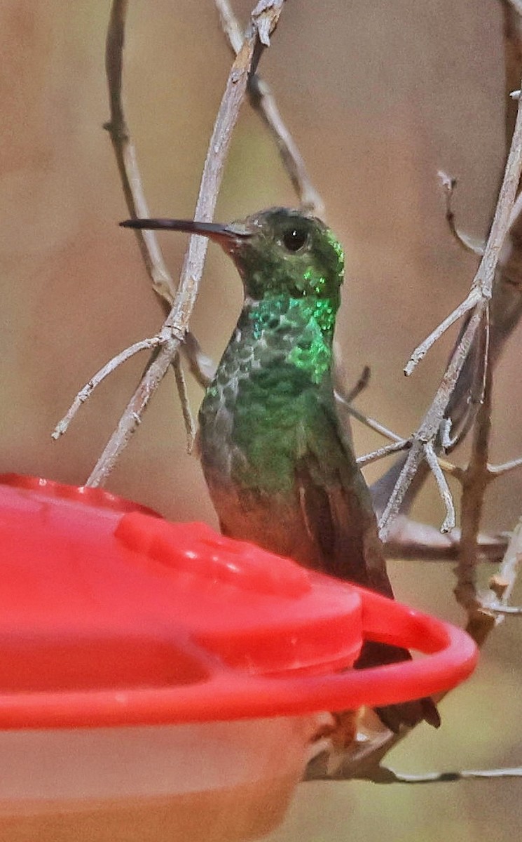 kolibřík mexický - ML556519811