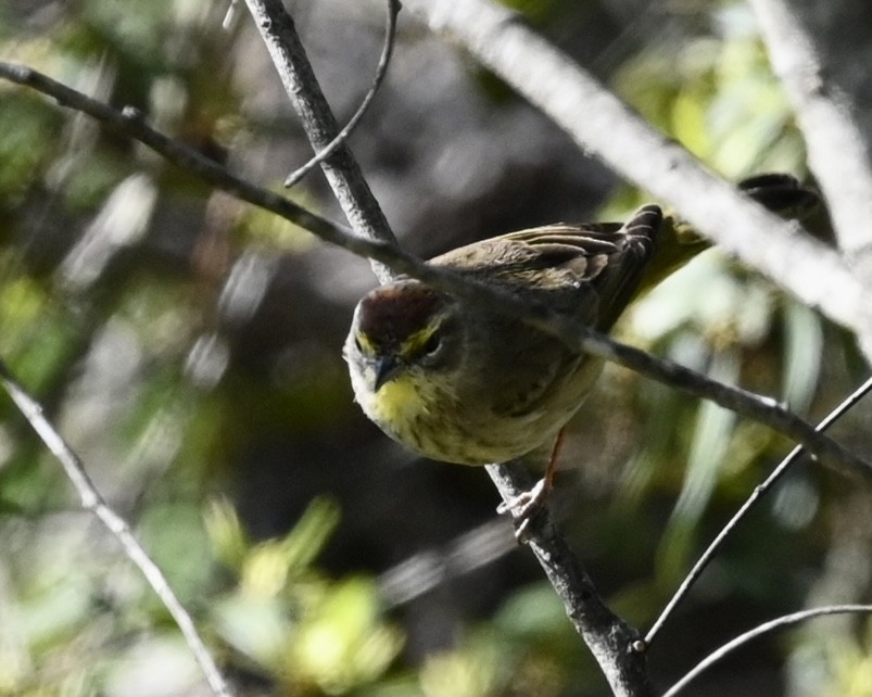 Palm Warbler - ML556519831