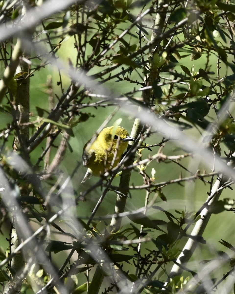 Pine Warbler - Joe Wujcik