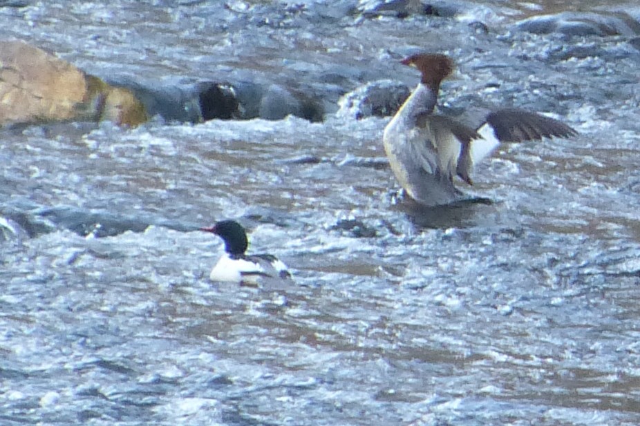 Common Merganser - ML556519881