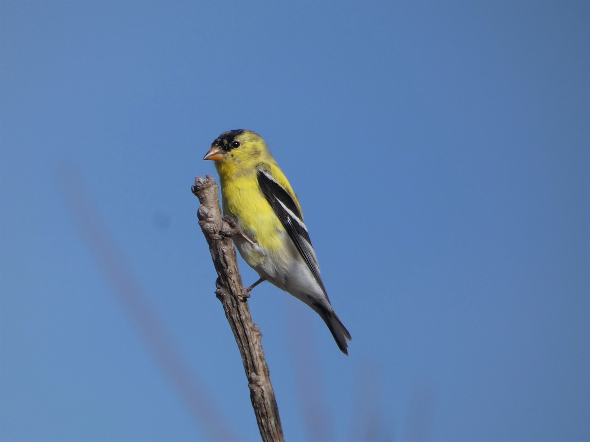 American Goldfinch - ML556520051