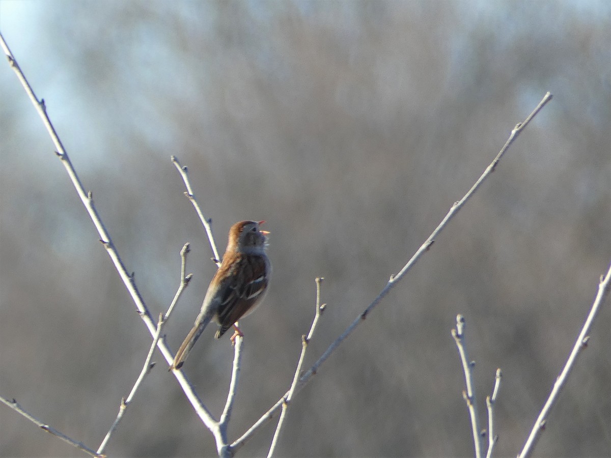 Field Sparrow - ML556520131