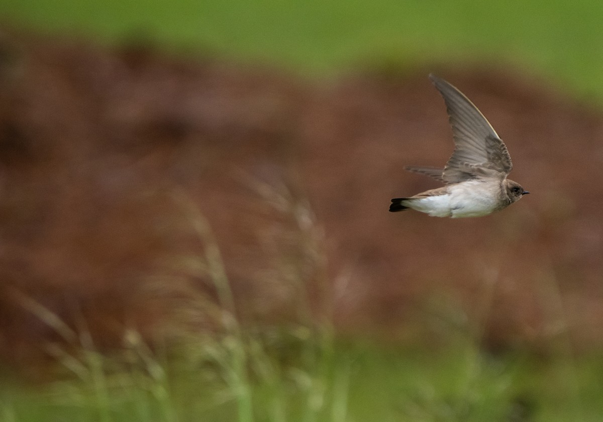 Northern Rough-winged Swallow - ML556520161