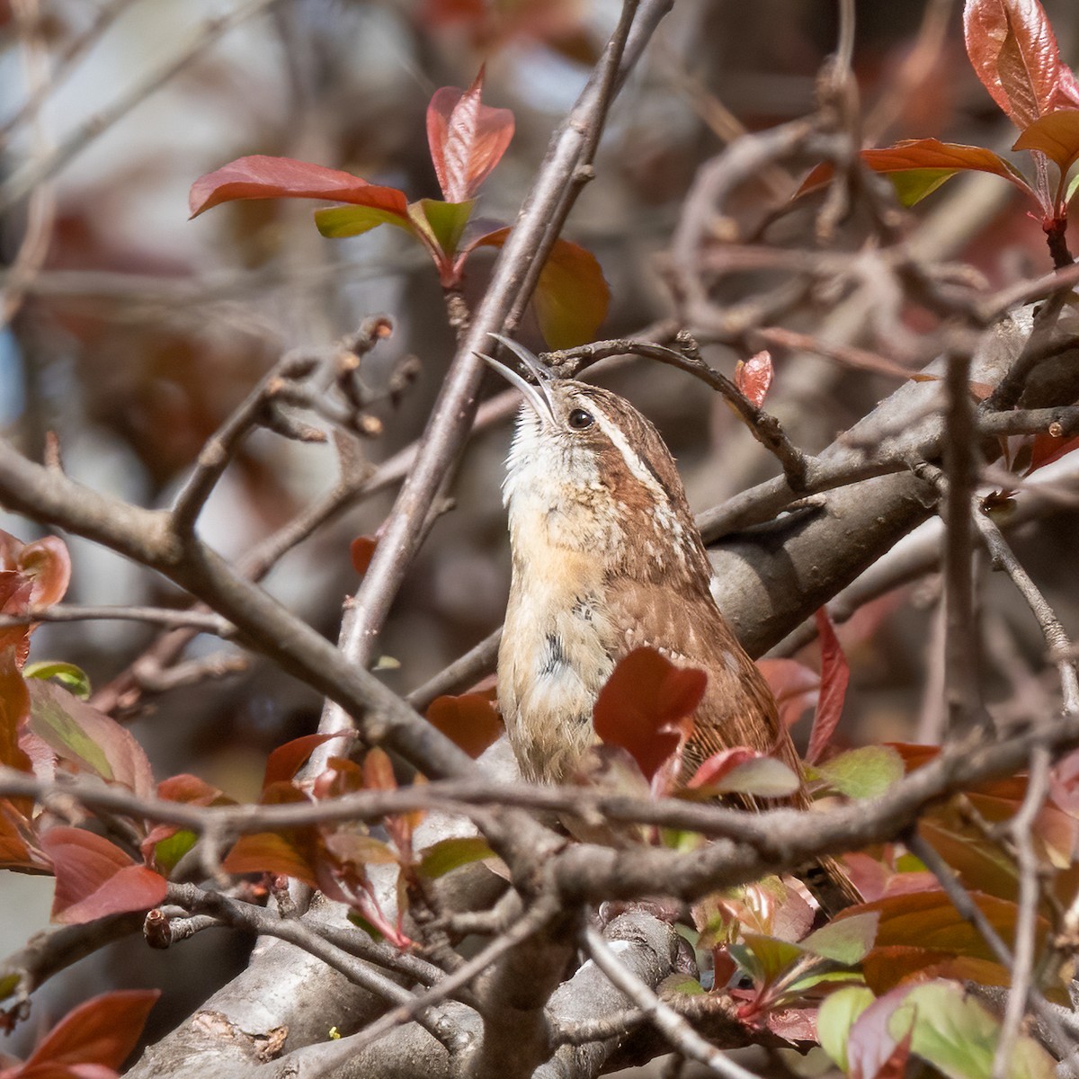 Carolina Wren - ML556520271