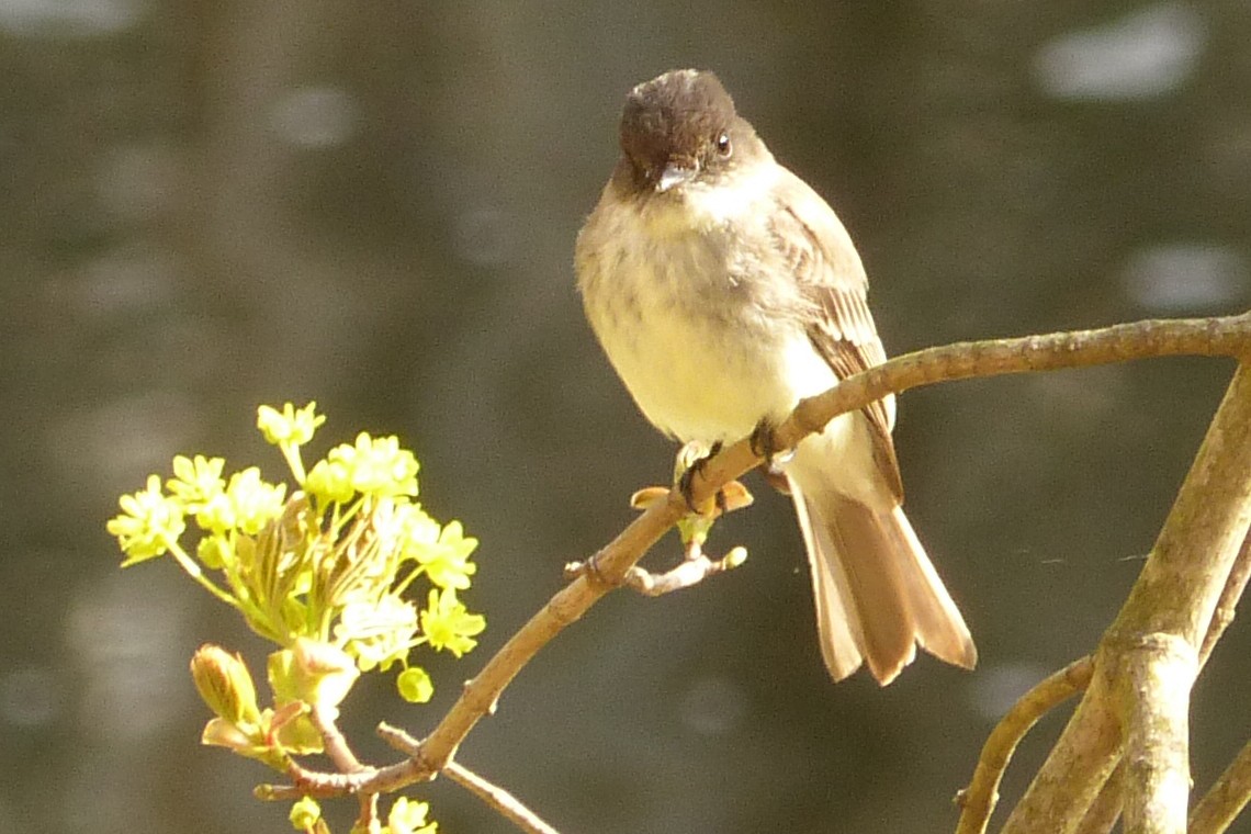 Eastern Phoebe - ML556520431