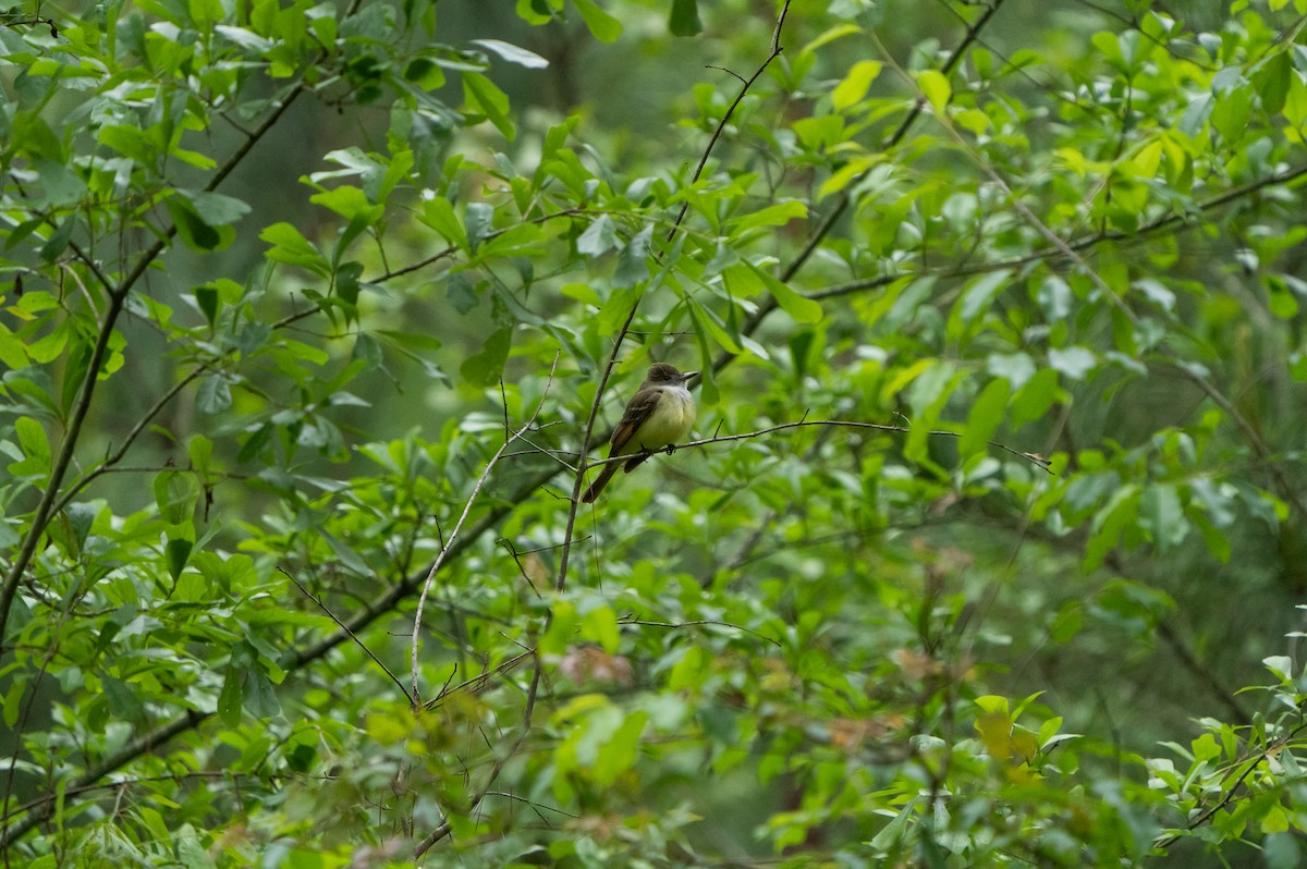 Great Crested Flycatcher - ML556520941