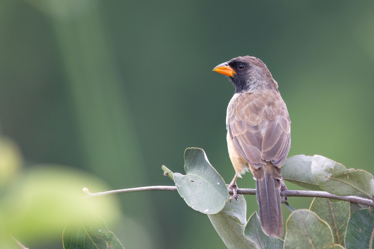 Black-throated Saltator - Marcos Eugênio Birding Guide