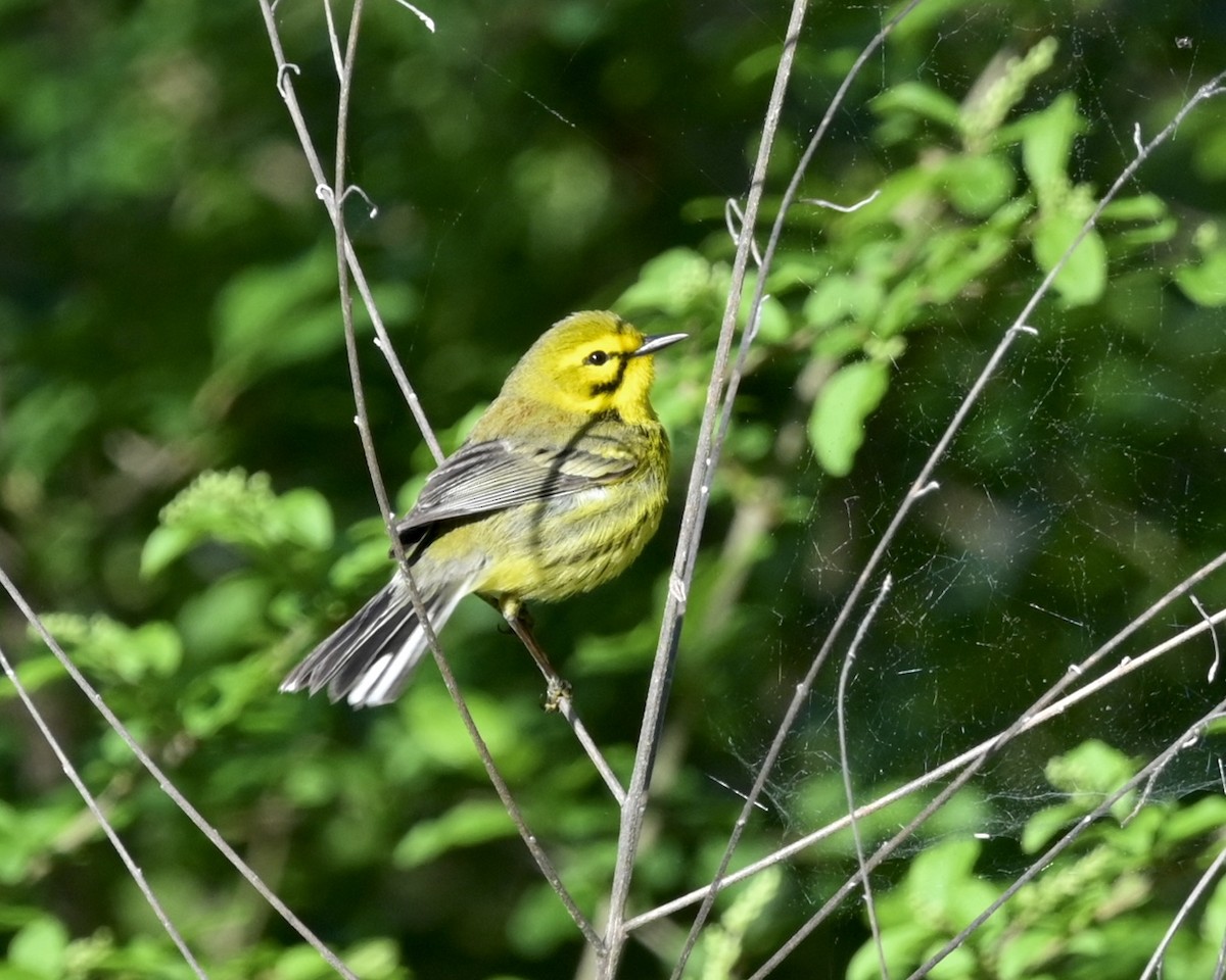 Prairie Warbler - Joe Wujcik