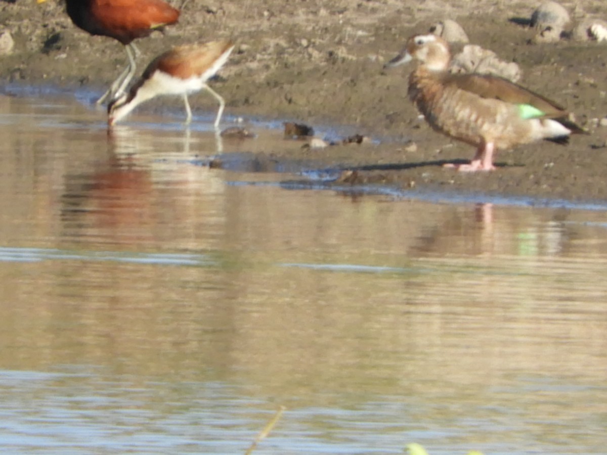 Ringed Teal - ML556521501