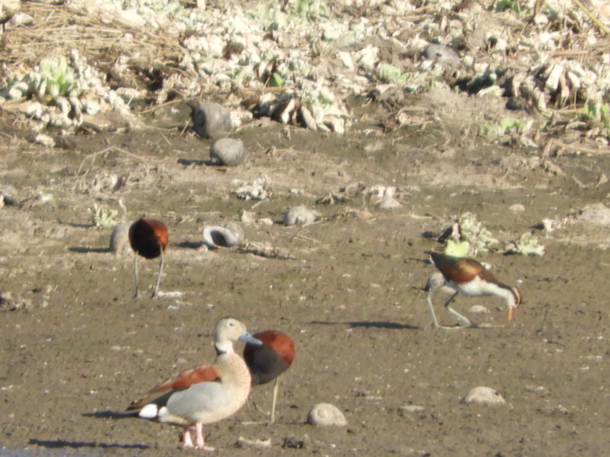 Ringed Teal - Silvia Enggist