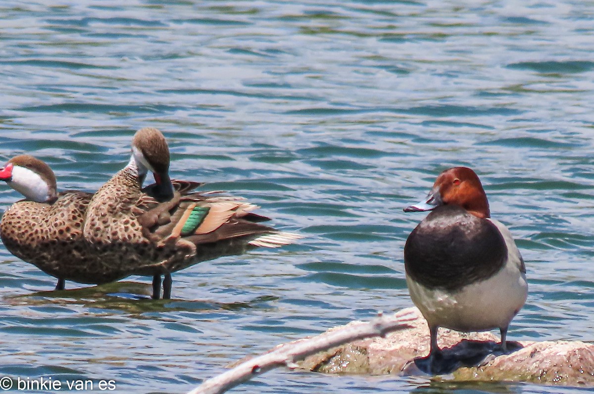 Common Pochard - ML556521701