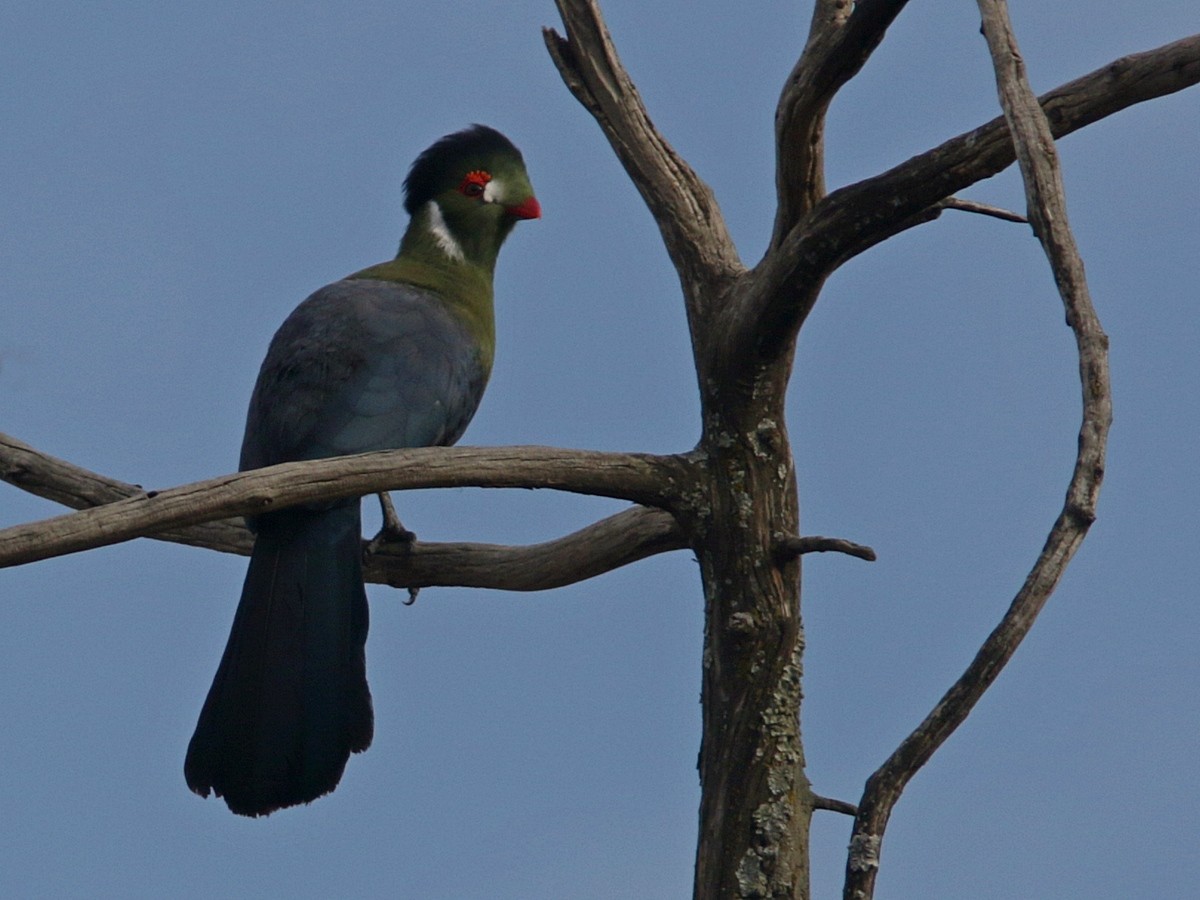 White-cheeked Turaco - ML556522451