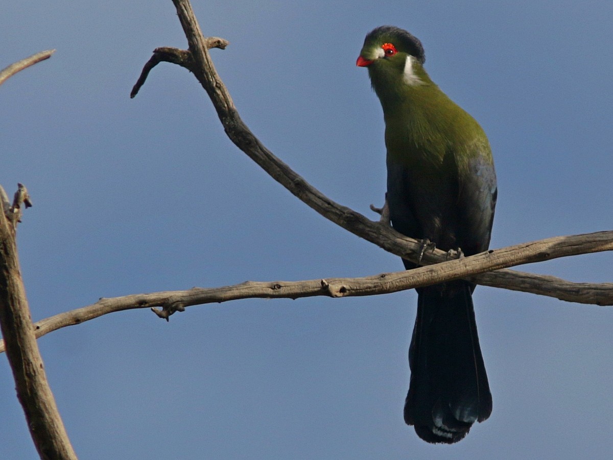 Turaco Cariblanco - ML556522471