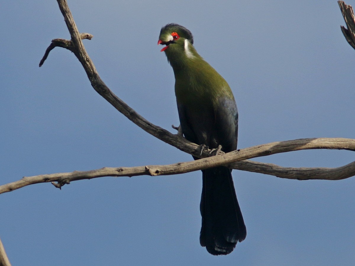 White-cheeked Turaco - ML556522481