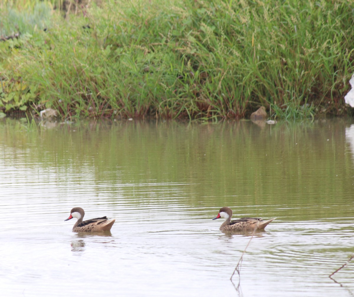 White-cheeked Pintail (White-cheeked) - ML55652291