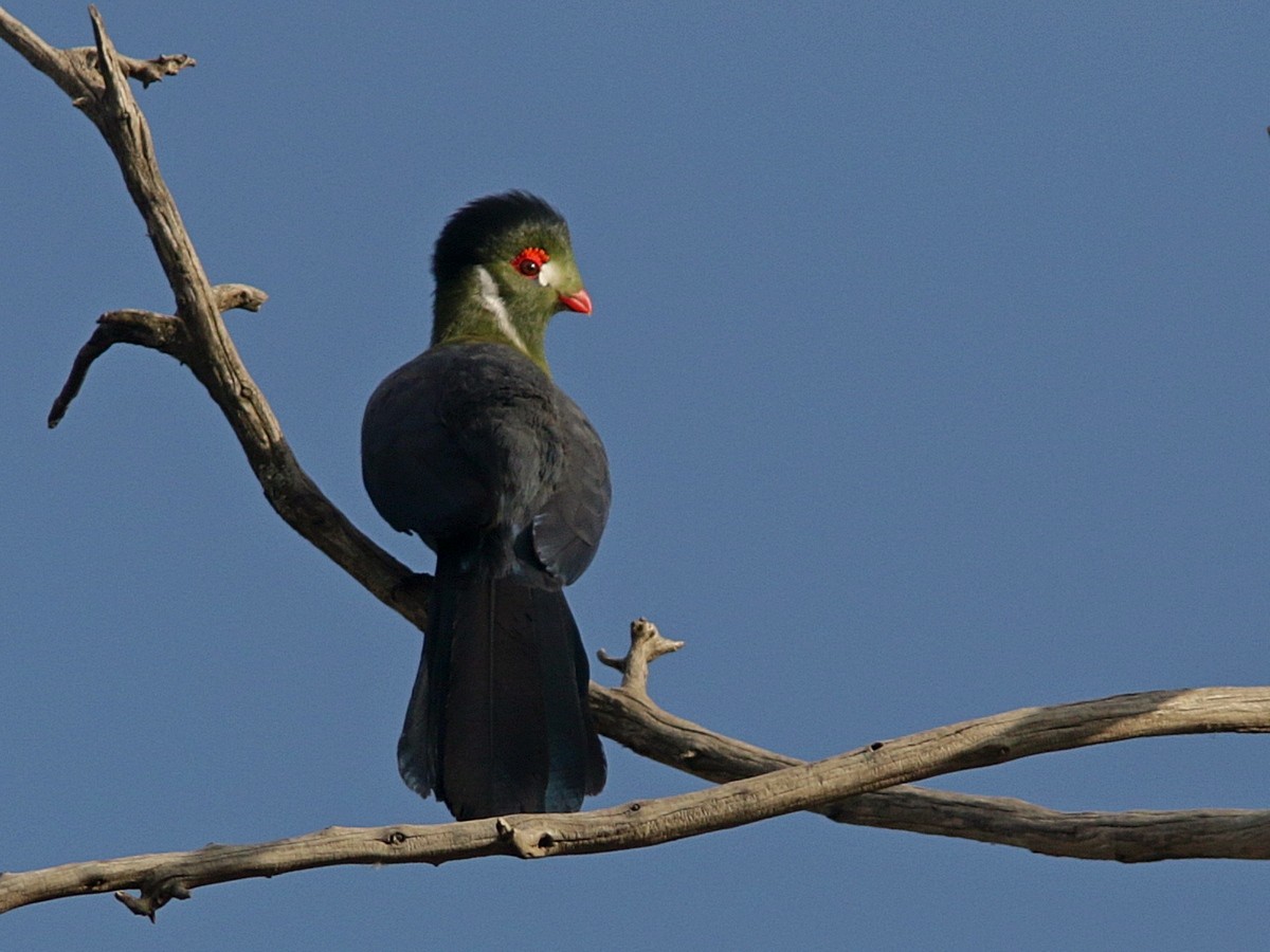 Turaco Cariblanco - ML556522961